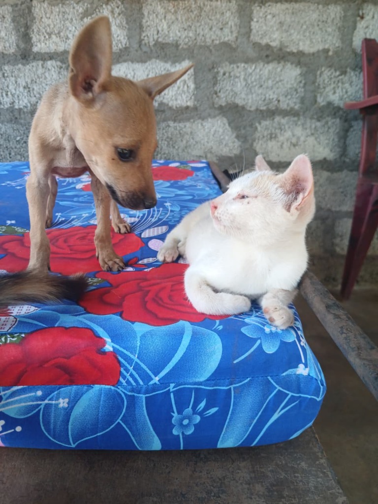 Rescued puppy looking curiously at a white kitten resting on a bed at Rasee Rescue sanctuary