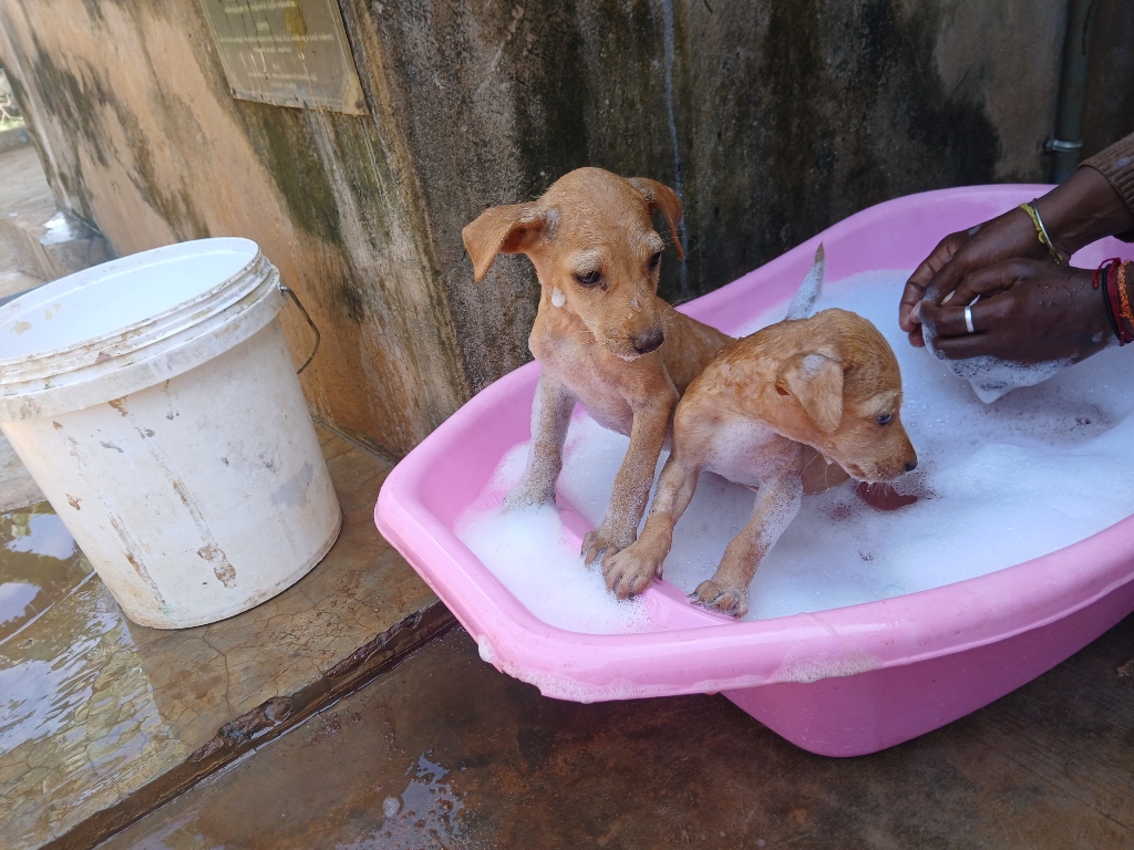 Fanta & Cola: Rescued Milk-Drinking Puppies
