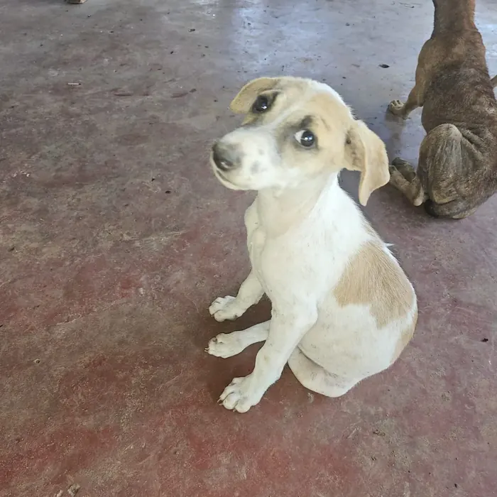 Rescued street puppy looking up at caregiver in Vavuniya