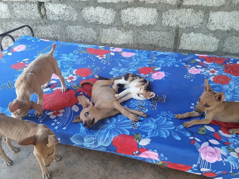 Rescued dogs resting together peacefully at Rasee Rescue sanctuary, their home for life