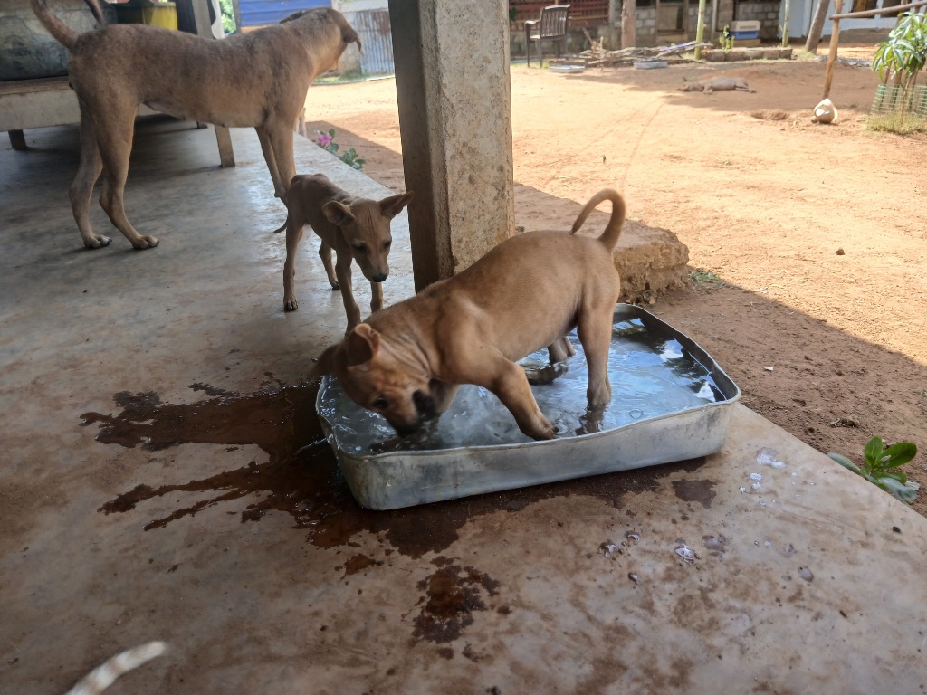 Rescued dogs playing in water tub at Rasee Rescue sanctuary