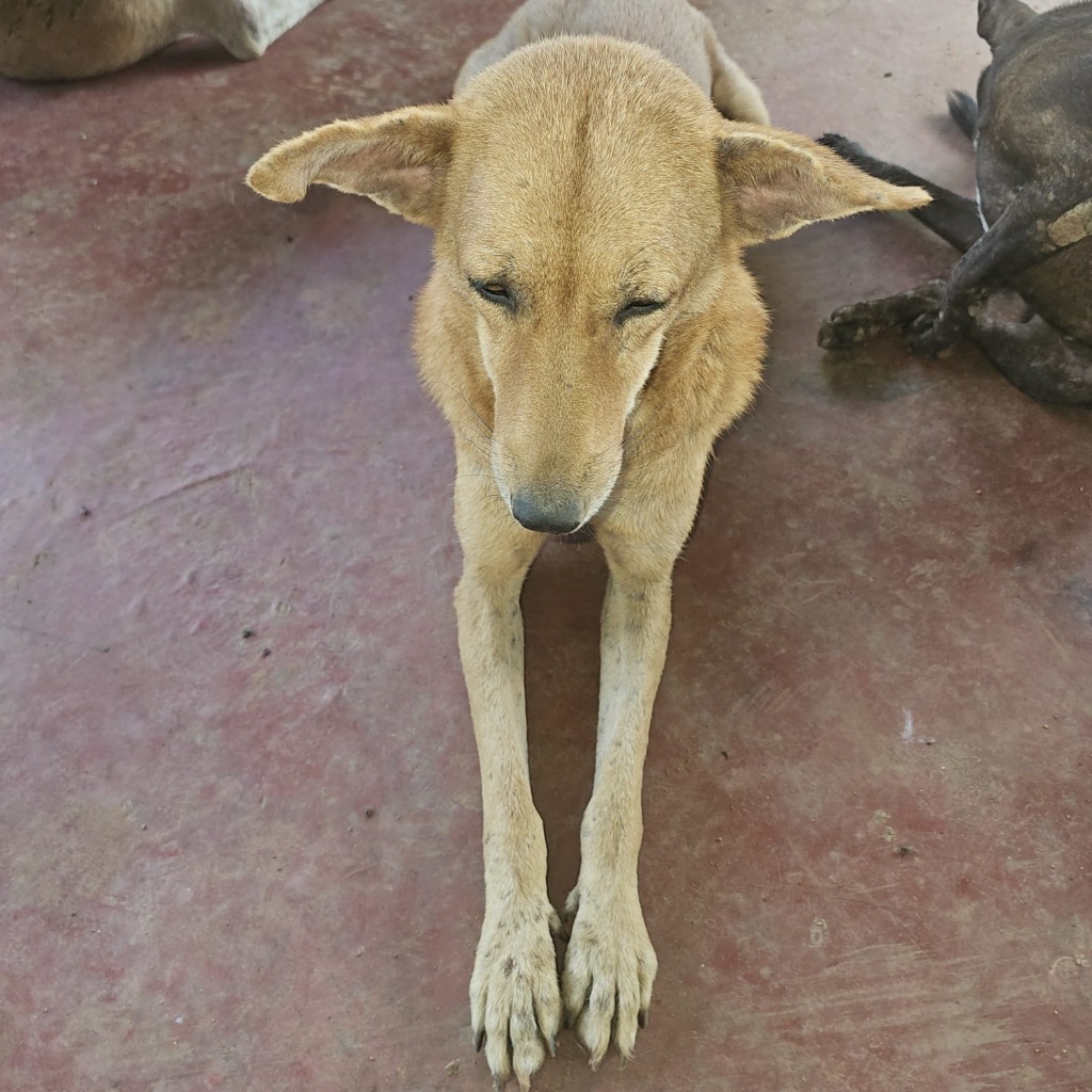 Serene adult rescued dog resting peacefully at Rasee Rescue sanctuary