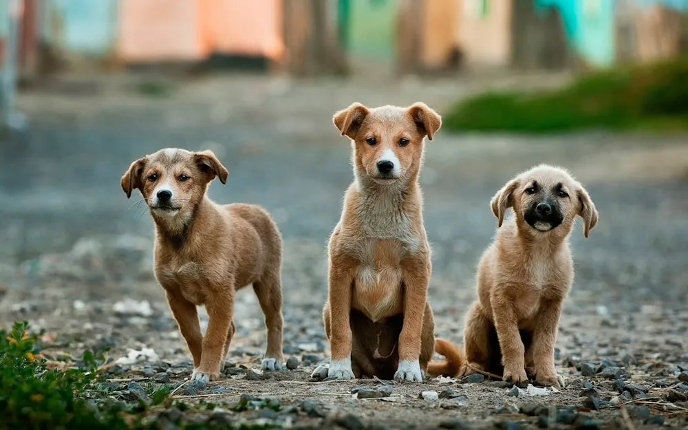 Street dogs on a dirt road in Vavuniya
