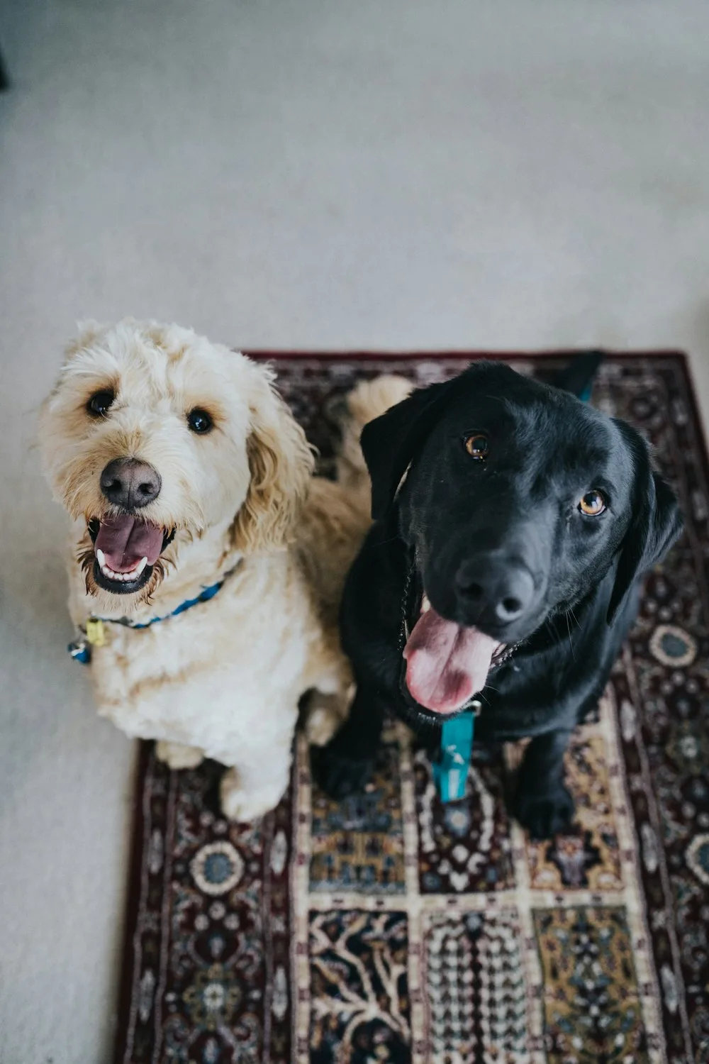 Two rescued dogs at the shelter