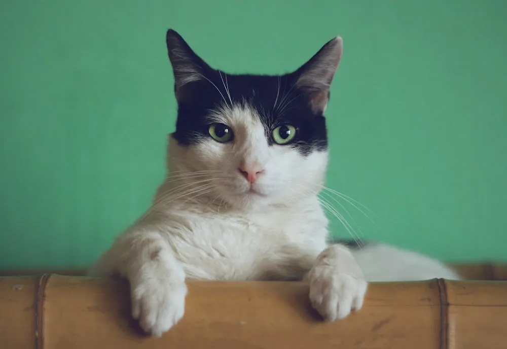 One of our twenty rescued cats