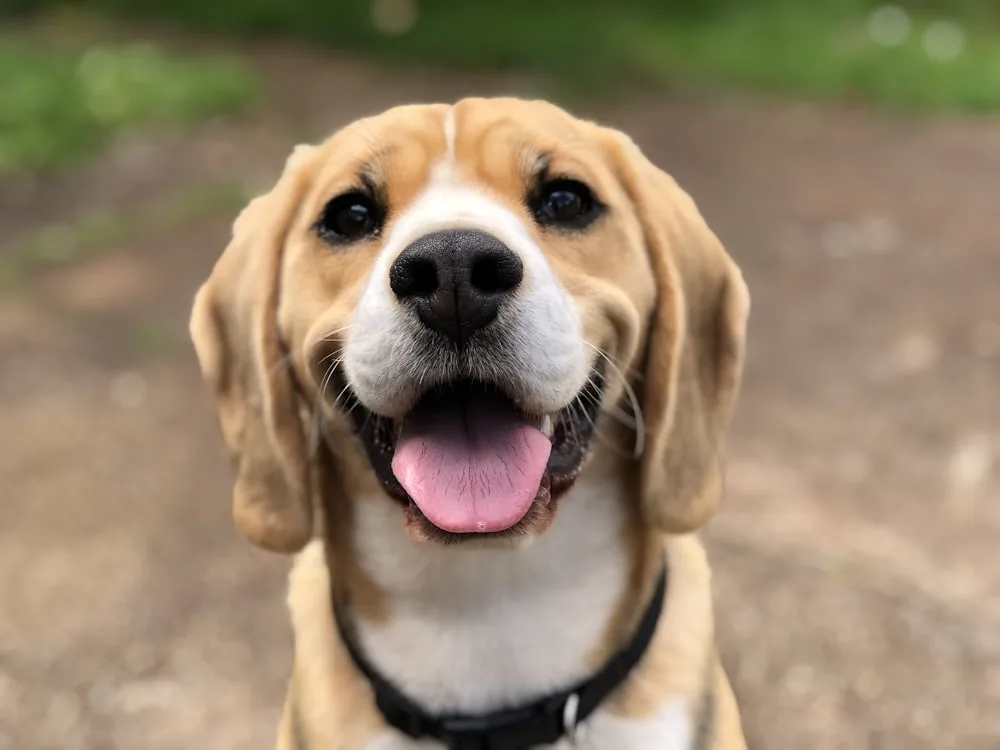 Healthy, happy, and full of life again
