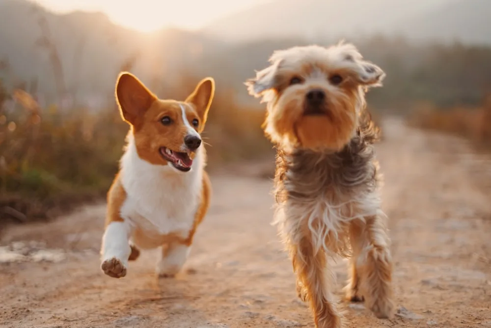 Play time in the open