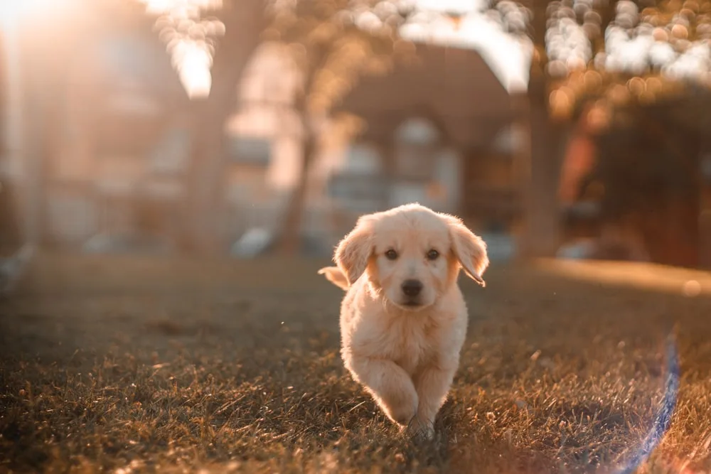 A rescued puppy finding his feet
