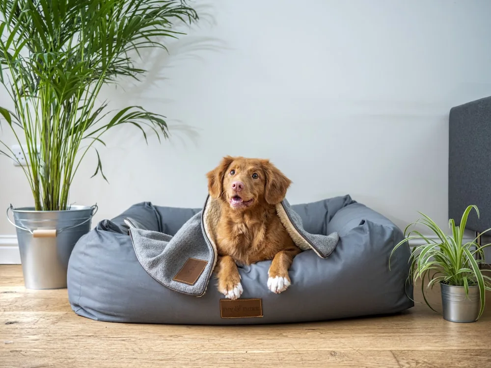 First soft bed in a lifetime