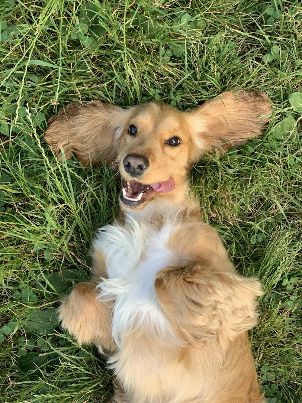 Afternoon rest in the grass