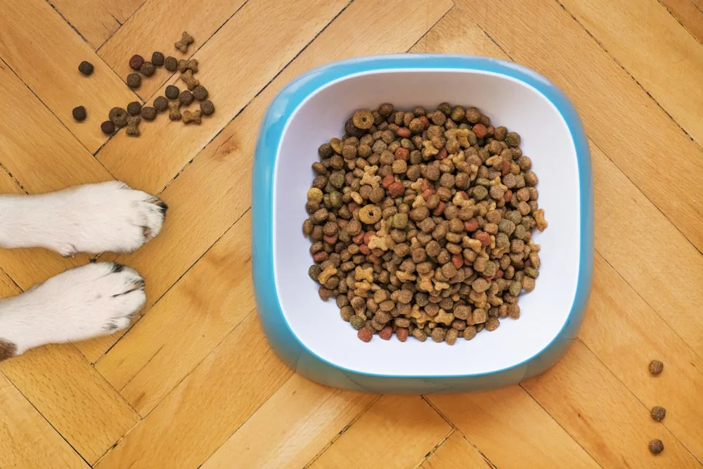 Feeding time at the shelter
