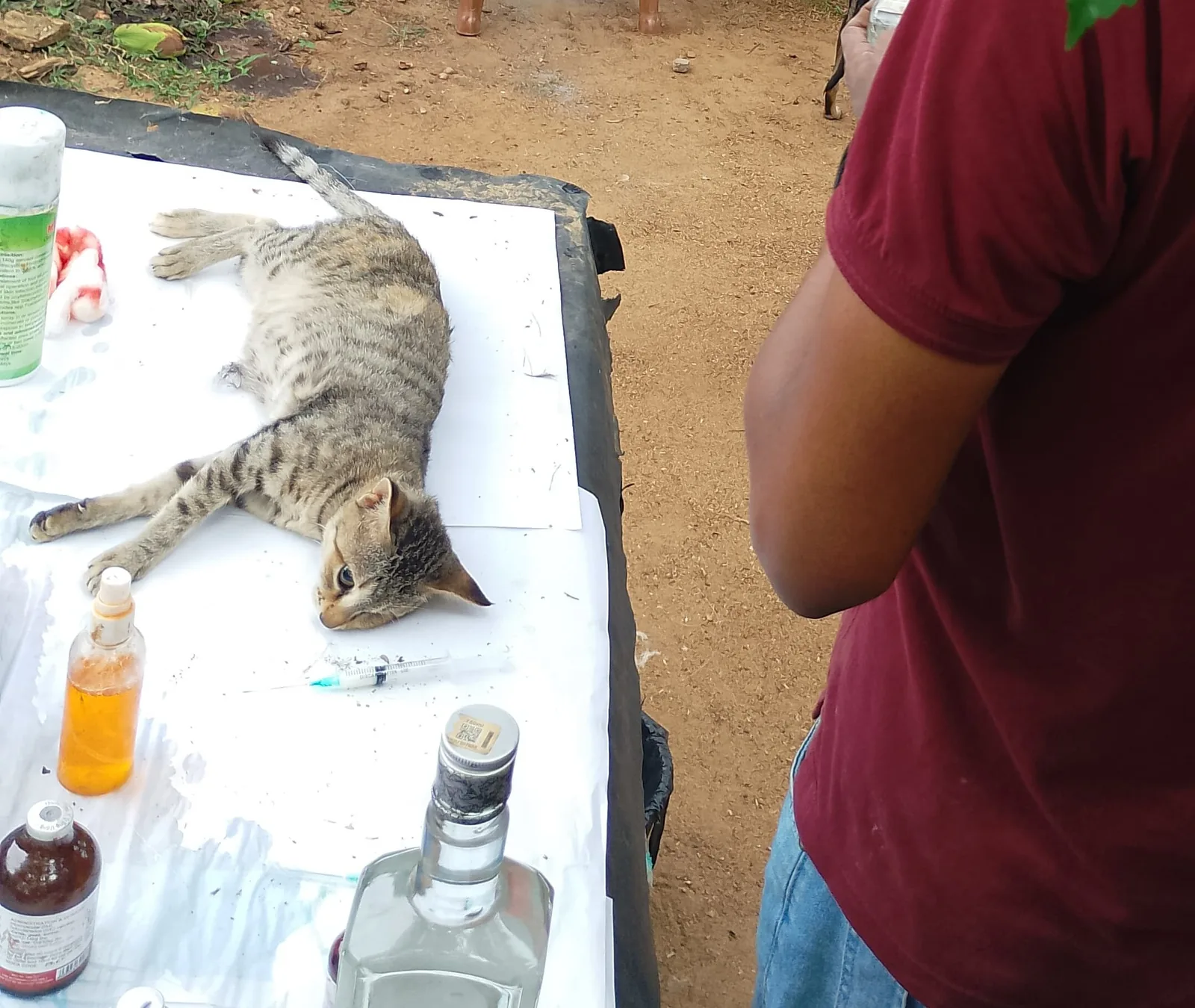 Rescued kittens receiving nursery tub care at Rasee Rescue