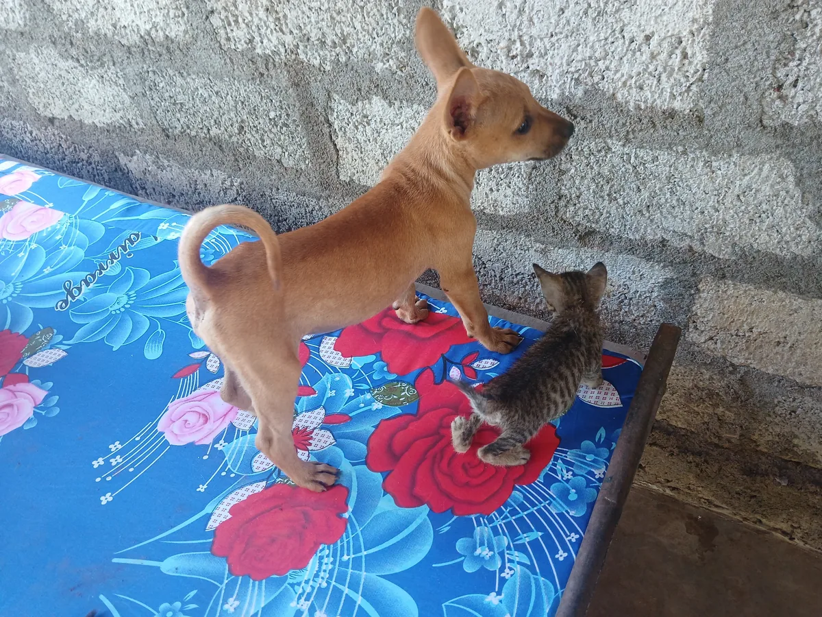 Puppy and kitten pair resting together at Rasee Rescue