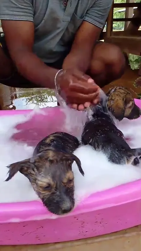 Rescued kittens and dogs at Rasee Rescue sanctuary