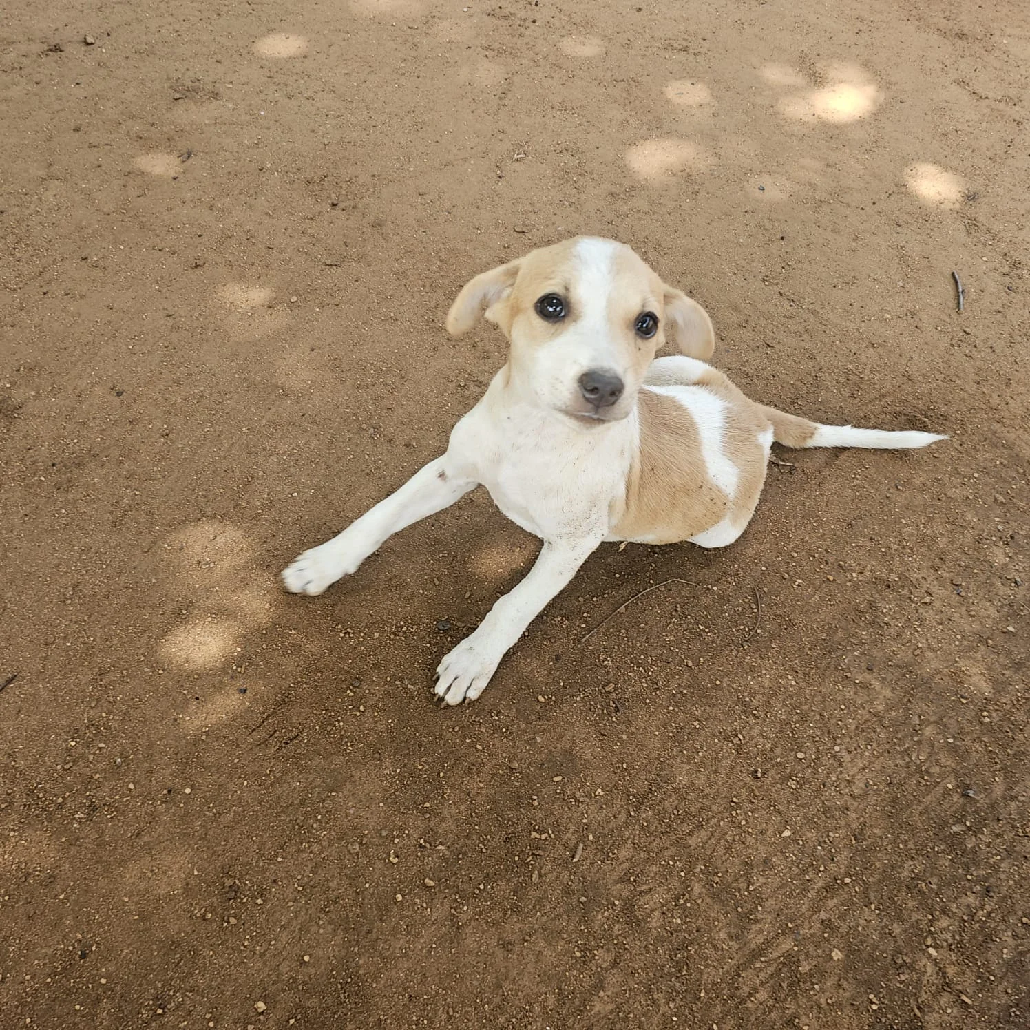 Sunlit puppy sitting on shelter grounds